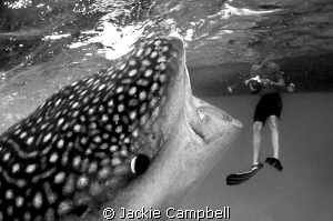 Gulp !!
Don't worry....no touching :) This is one of the... by Jackie Campbell 